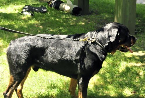 Dean i Tyler Premium Desperado, ovratnik za prigušnice za pse s mesinganim hardverom-crna-veličina 30-inčni promjer 1/2 inča-odgovara